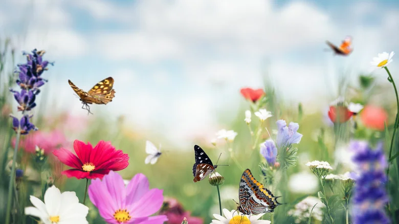 The Rare Blue-Blooming Shrub That’s A Butterfly And Bee Magnet