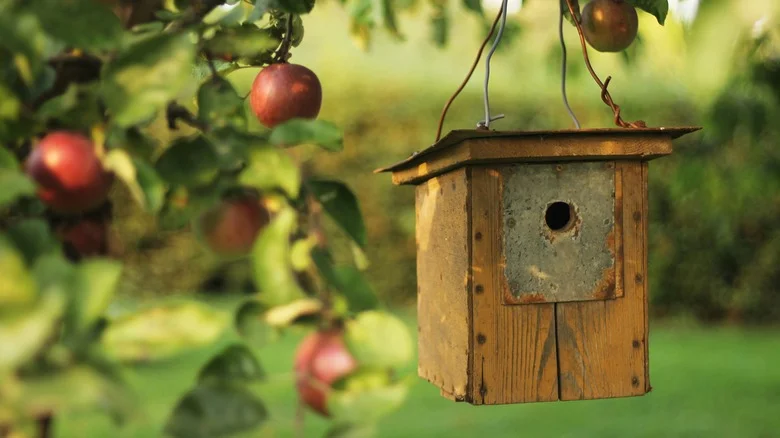 The Real Reason Birds Are Avoiding Your Birdhouse