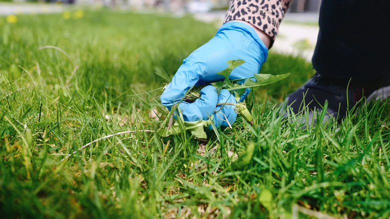 The Real Reason Preemergent Isn’t Working In Your Lawn