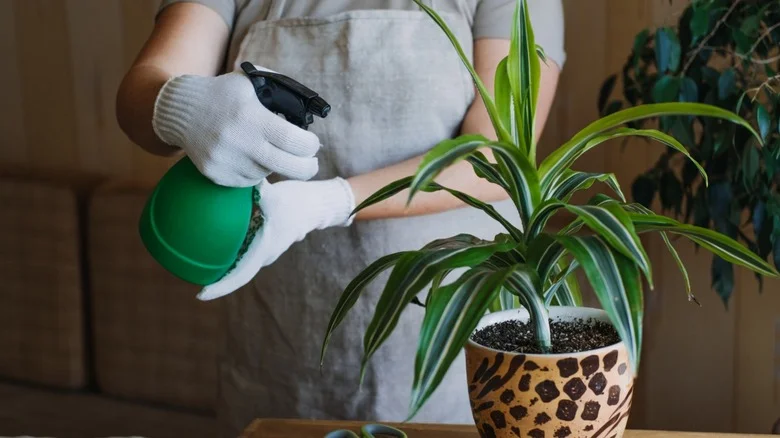 The Real Reason Your Corn Plant Is Dying (& How To Revive It)