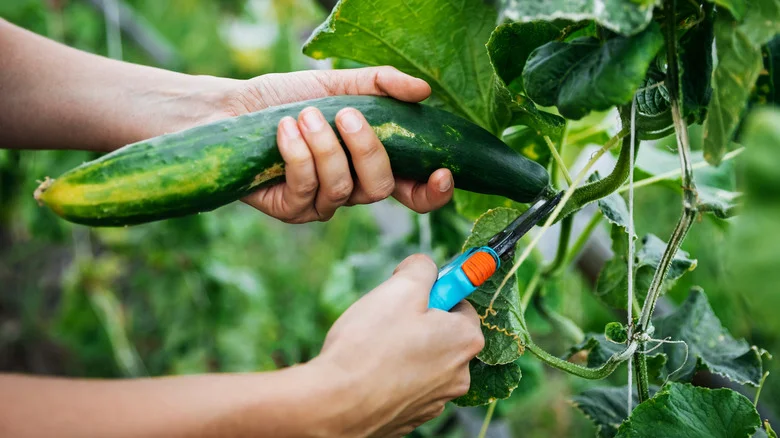 The Real Reason Your Home-Grown Cucumbers Taste So Bitter