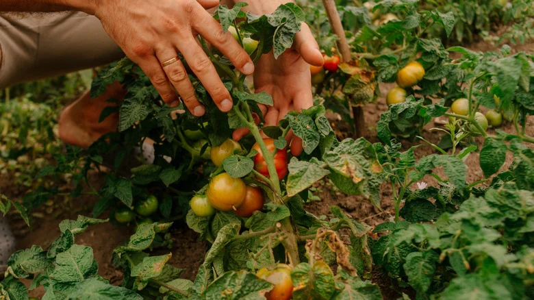 The Real Reason Your Tomato Plants’ Leaves Are Brown This Summer (And How To Fix It)