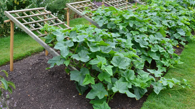 The Reason Why You’re Much Better Off Growing Your Cucumbers Vertically