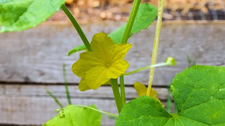 The Reasons Your Cucumber Plant Is Only Flowering & Not Producing (And What To Do)