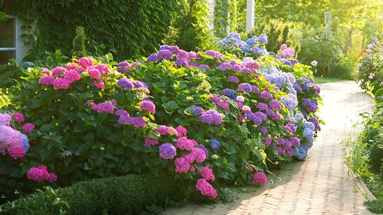 The Refreshing Hydrangea Variety That Will Thrive In Your Partially Shady Yard