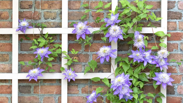 The Right Way To Tie Plants To A Trellis — Plus The Mistake New Gardeners Commonly Make
