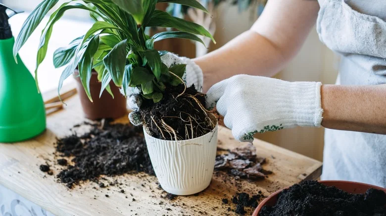 The Risky Mistake Everyone Makes When Repotting Plants