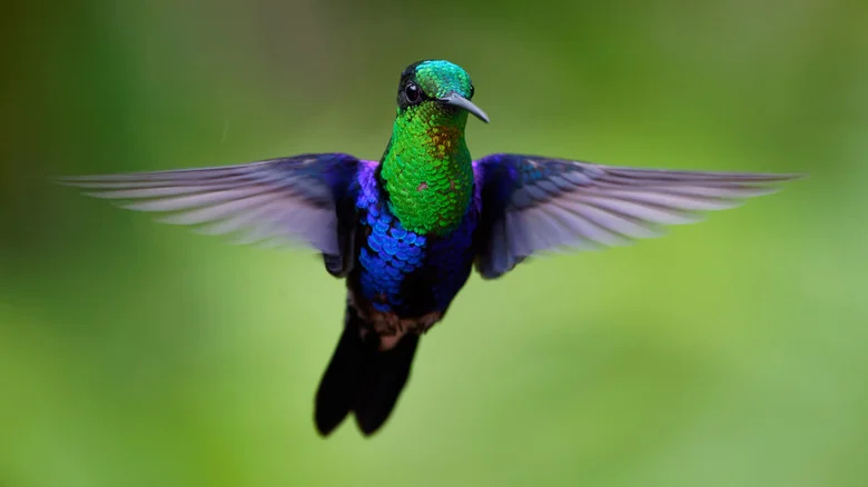 The Romantic Sounding Flower That Will Entice Hummingbirds To Your Garden