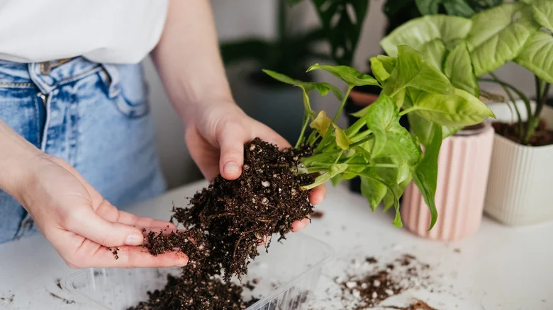 The Root Rot Prevention Hack That Just Needs A Little Rope