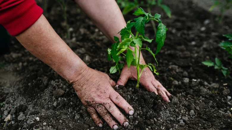 The Savvy Way To Protect Seedlings In The Garden Using An Old Tin Can