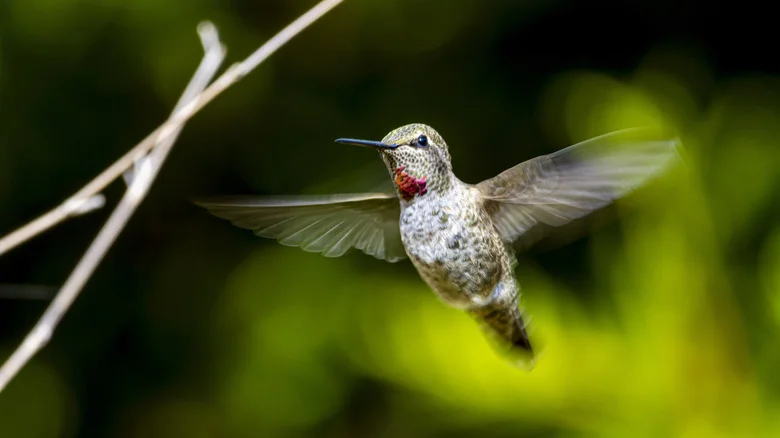 The Scarlet Flower That Adds Beauty And Hummingbirds To Your Yard