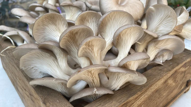 The Secret Ingredient That Will Help You Grow Mushrooms At Home