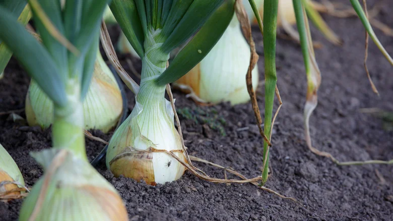 The Secret Ingredient That’ll Do Wonders For Your Onion Plants