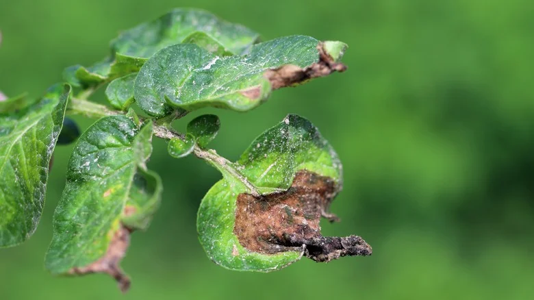 The Secret Ingredient That’ll Help You Avoid Late Blight In The Garden
