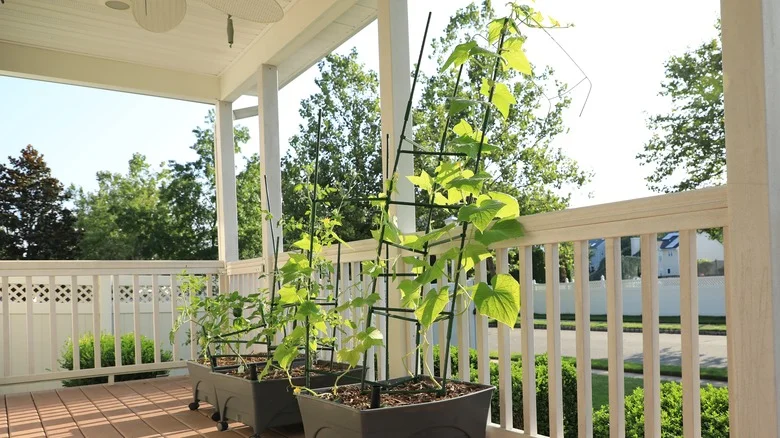 The Secret Ingredient To Growing Large Cucumbers In A Container Or Grow Bag