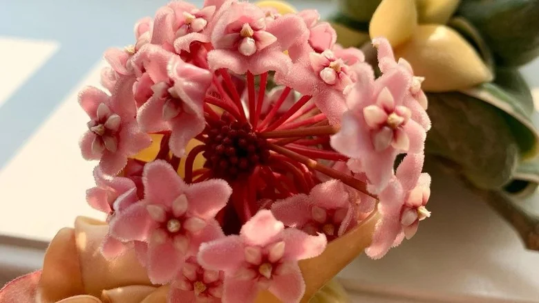 The Secret To Encouraging Your Hindu Rope Plant To Blossom Beautiful Flowers