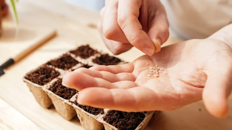 The Secret To Getting Plants To Germinate Is Hiding In Your Kitchen
