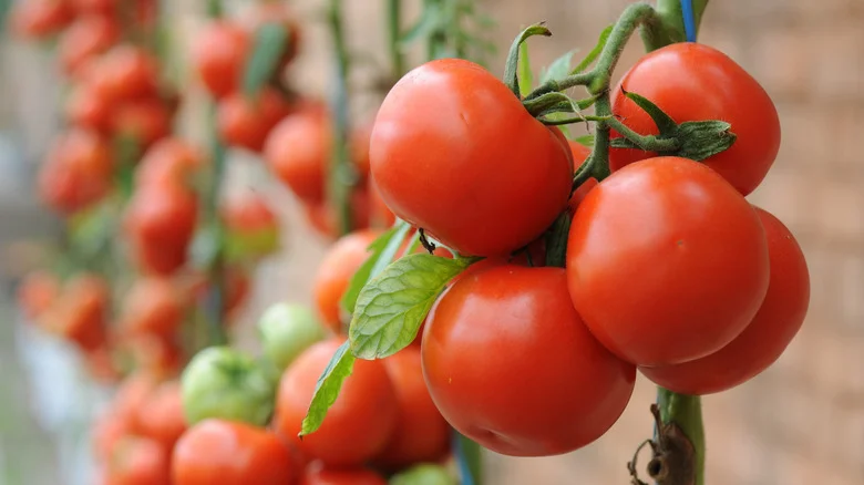 The Secret To Growing The Best Tomatoes Is Already Sitting In Your Kitchen Cabinet