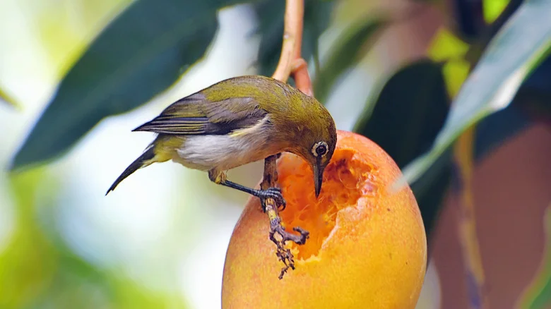 The Secret To Keeping Birds Out Of Your Precious Fruit Trees Is Already Hidden Away In Your Kitchen