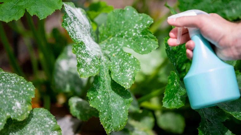 The Secret To Ridding Fungus From Your Plants Is Hiding In Your Spice Rack