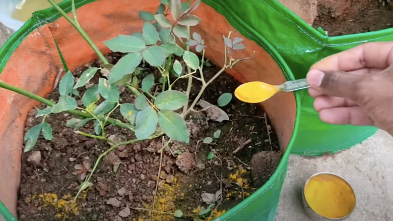 The Secret To Treating Rose Dieback Disease Is In Your Spice Cabinet