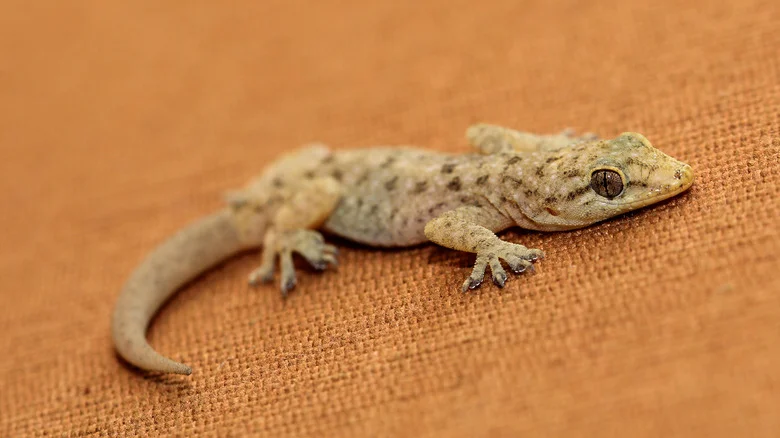 The Secret Weapon You Need To Keep Geckos Out Of Your Home