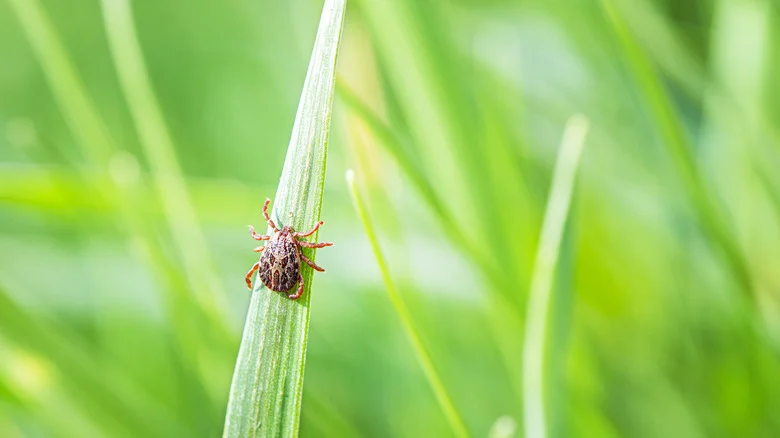 The Secret Weapon You Need To Keep Ticks Out Of Your Yard And Garden