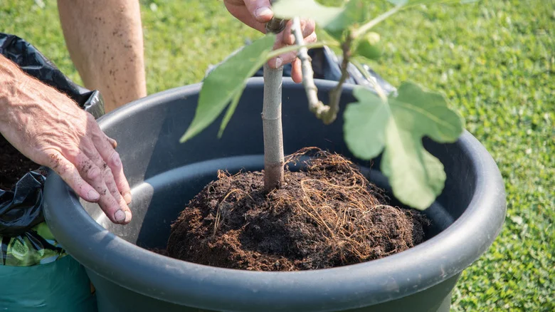 The Self-Pollinating Fruit Tree Variety That’s Easy To Grow In A Container