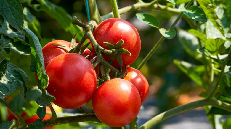 The Self-Seeding Flower You Should Plant With Tomatoes For All Of Its Benefits