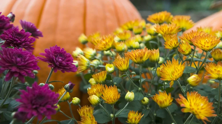 The Seven Best Ways To Bring Your Dying Mums Back To Life