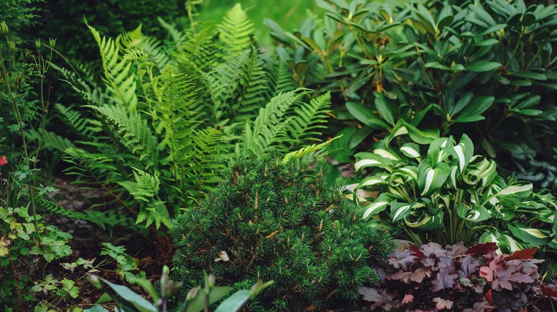 The Shade-Loving Green & Gold Plant That’ll Help With Weeds In The Garden