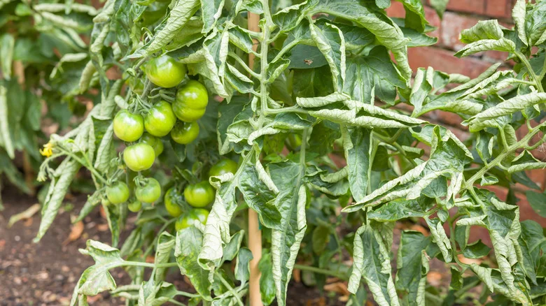 The Simple 3-Ingredient Solution For Curling Tomato Leaves