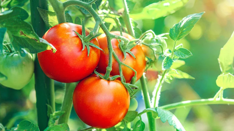 The Simple And Affordable Solution That’ll Safeguard Your Tomato Plants From Pests