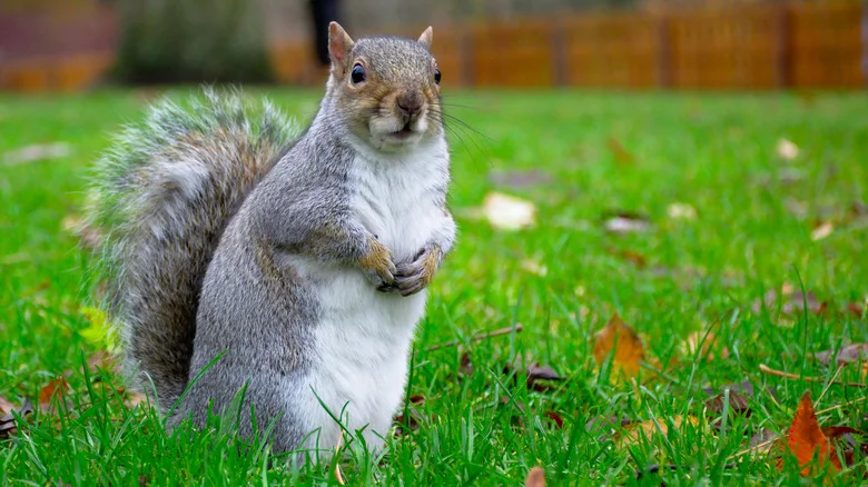 The Simple And Attractive Garden Addition That’ll Keep Squirrels Out