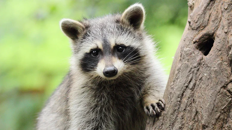The Simple Cotton Ball Trick That’ll Keep Raccoons Out Of Your Yard