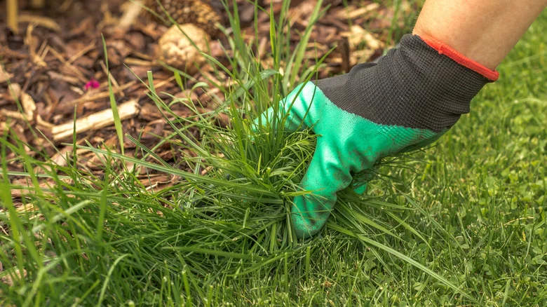The Simple Edging Solution That Keeps Grass Out Of Your Flower Beds
