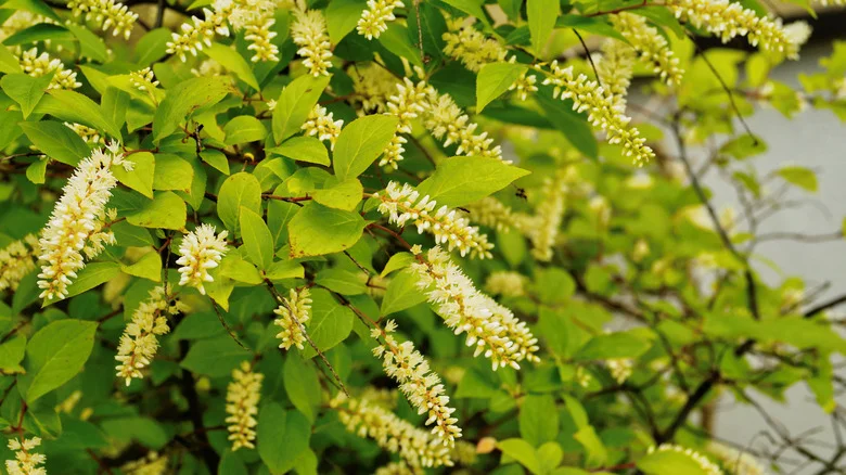 The Simple Fix That’ll Save A Sweetspire With Browning Leaves