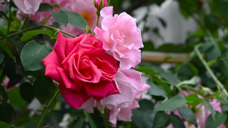 The Simple Gardening Task That Will Keep Roses Blooming In The Fall