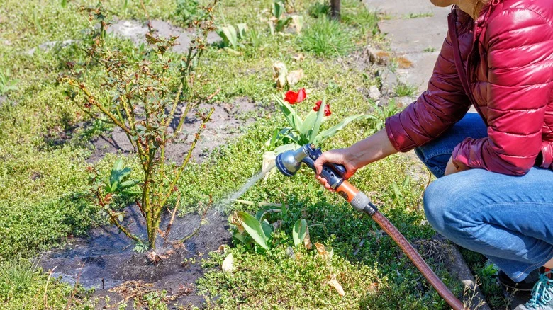 The Simple Gardening Tip That Will Make Your Roses Happier And Healthier Than Ever