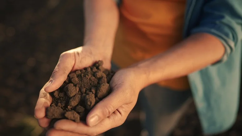 The Simple Hack That Makes Sifting Lumpy Garden Dirt A Breeze