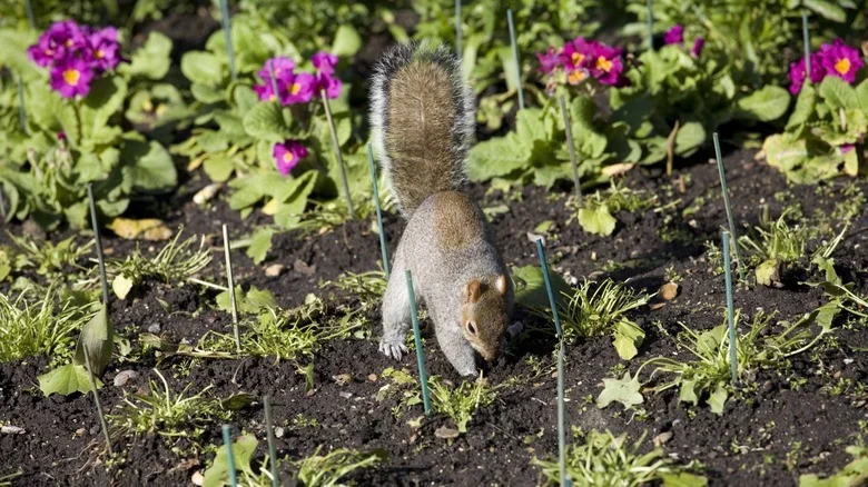 The Simple Pine Cone Trick That Will Send Small Outdoor Animals Running From Your Garden