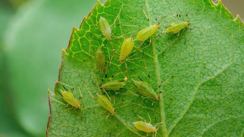 The Simple Planting Technique That Will Prevent Pests From Eating Your Garden