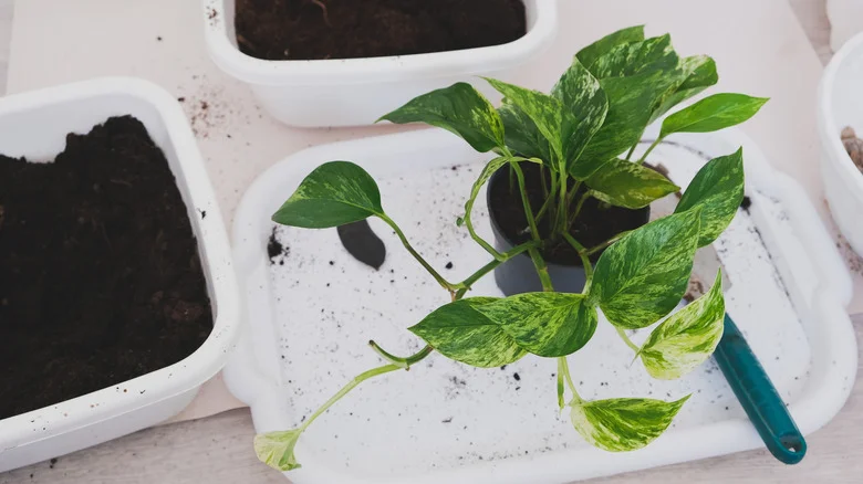 The Simple Potting Hack That Makes Multi-Plant Arrangements Effortless