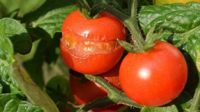 The Simple Pre-Planting Tip That Helps Prevent Tomatoes From Splitting