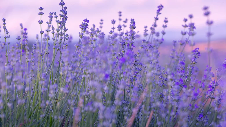 The Simple Soil Addition That Could Help Your Lavender Plants Flourish