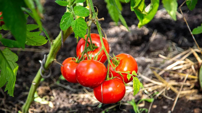 The Simple Soil Addition That Is A Total Game-Changer For Tomato Gardens