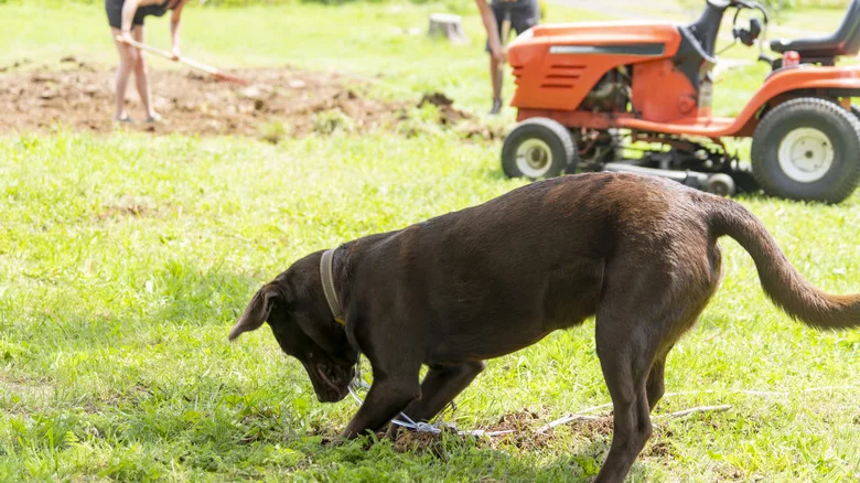 The Simple Solution To Prevent Pets From Digging Up Your Garden