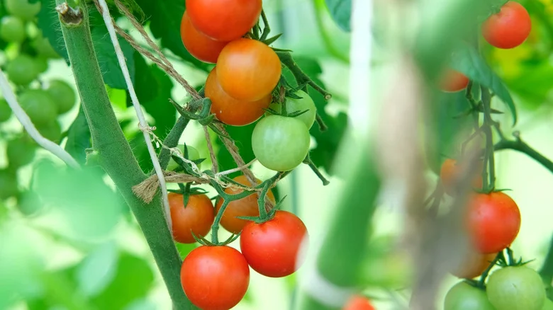 The Simple String Technique For Growing Strong & Healthy Tomato Plants
