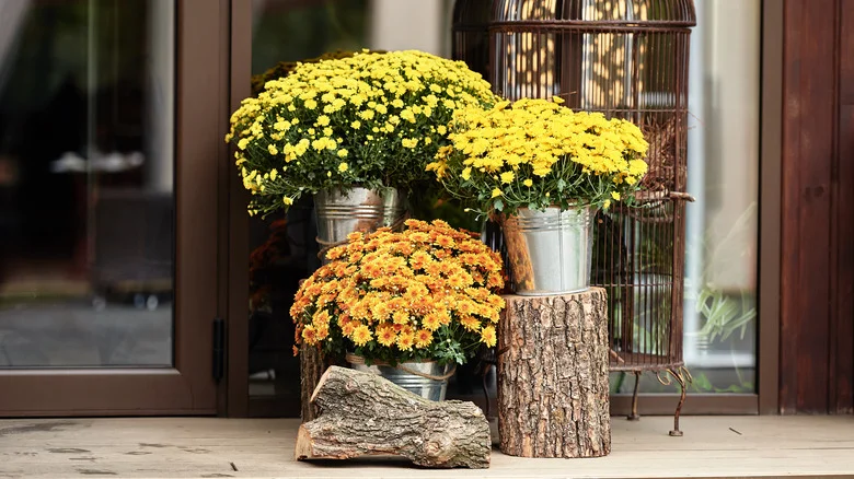 The Simple Trick That’ll Make Outdoor Mums Last All Season Long