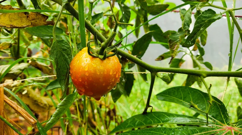 The Simple Watering Tip That’ll Keep Your Tomatoes Thriving And Free Of Disease